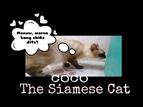 MEET COCO THE SIAMESE CAT + THE STRAY CAT