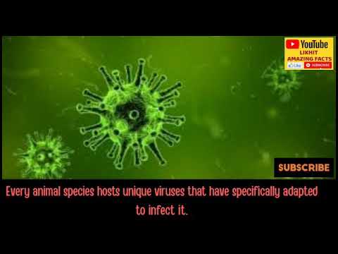 How do viruses jump from animals to humans
