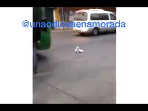 El gato que hizo el vídeo con yuranis se quiso suicidar🤦😦