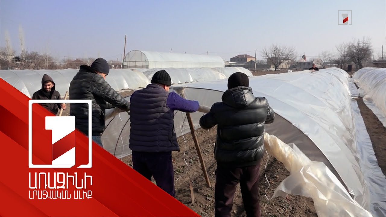 Գարունը մոտ է. ելակ աճեցնողները կարգի են բերում ջերմոցները