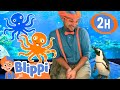 Blippi Feeds Sea Creatures At The Aquarium BEST OF BLIPPI TOYS Educational Videos For Kids