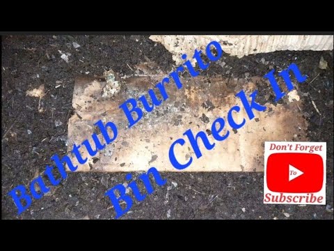 Bathtub Burrito Check In #vermicompost #worms #wormbin #compostbin #wormfarming #redwigglers