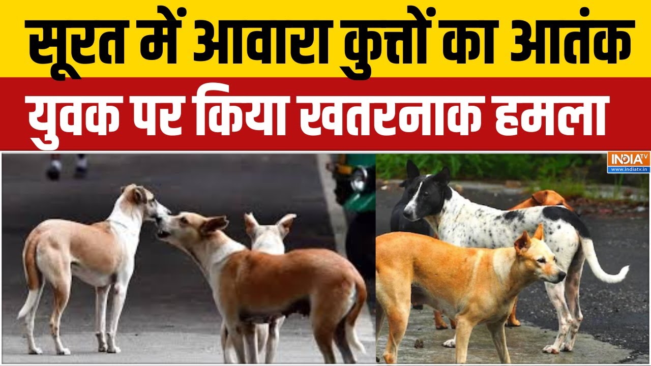Stray Dogs Attack: सूरत  में आवारा कुत्तों का आतंक,  युवक पर किया  ख