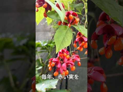 キョウチクトウは霜を恐れますか？冬に低木を保存するにはどうすればよいですか？  庭園