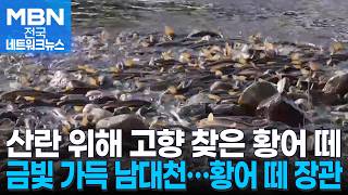 금빛 가득한 남대천…고향 찾은 황어 떼 장관 [전국네트워크]
