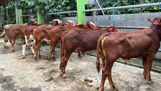 Download lagu PULUHAN EKOR PEDETAN SUPER CALON JUMBO,SIAP MENGISII KANDANG ANDA wa:08562513748 mp3 Download lagu PULUHAN EKOR PEDETAN SUPER CALON JUMBO,SIAP MENGISII KANDANG ANDA wa:08562513748 mp3