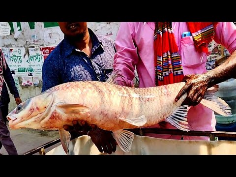 AMAZING GIANT!! Mohashol Fish Cutting Skills In Fish Market | Mahseer Fish Cutting