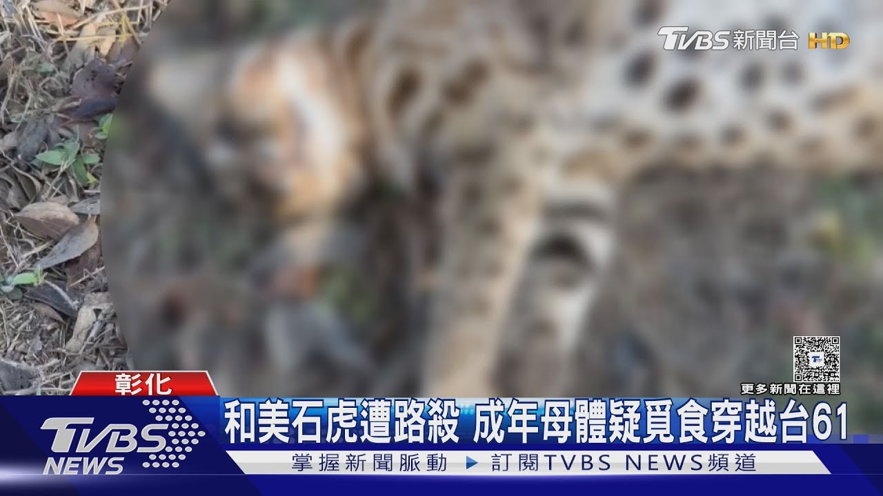 彰化石虎為覓食慘遭路殺 母石虎橫越馬路被撞身亡