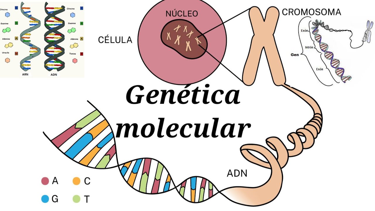 ¿Cuál es la diferencia entre biología molecular y genética molecular ...