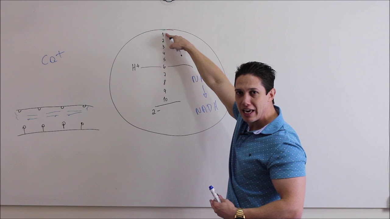 Via Anaeróbia Lática - importância do Lactato