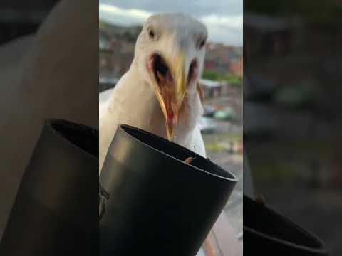 Ich versuche schon ewig, meine Hausmöwe zum Teilen zu bewegen...