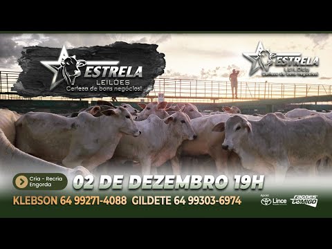 ESTRELA LEILÕES -  02 / 12  / 2025 -  18:45 HS. - Morrinhos  - Goiás