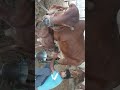 Gircow Milking By Hand A Men Shorts