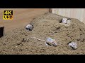 8 Hour Cat TV Mouse Digging Burrows Holes In Sand Playing And Squeaking For Cats To Watch 4k