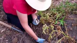 preview picture of video 'Harvesting Blue Potatoes @ Temple Ambler - volunteer session 7/11/12'
