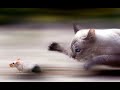 GENESIS: All in a Mouse's Night [Illustrated Lyrics]