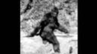 Bigfoot Sightings