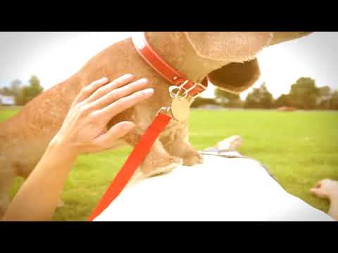 Video thumbnail for Morning Light