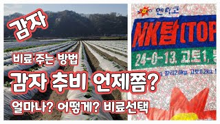감자 추비 비료 선택 추비 시기 얼마나 어떻게 [감자재배방법]