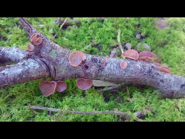 英语中Sequoiadendron giganteum的视频发音