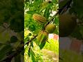 Almond Village Life Popular Vlogs Best Vlog Short