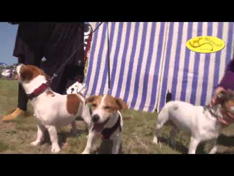 Sertifikatinė visų veislių šunų paroda (CAC) - Klaipėda - 2011 05 22