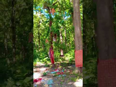 longur monkey 🐒..🦍...🤟🕊️💓 #animals #monkey #nature#monkeyvideo