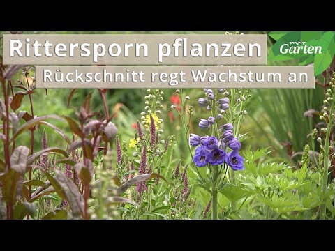 Rittersporn pflanzen - Rückschnitt regt Wachstum an | MDR