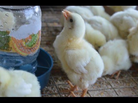 Бройлер кобб 500. Почему бройлеры мало набирают вес. Как выглядит месячный бройлер. Бройлеры не набирают вес что делать. Бройлер кобб подрощенный.