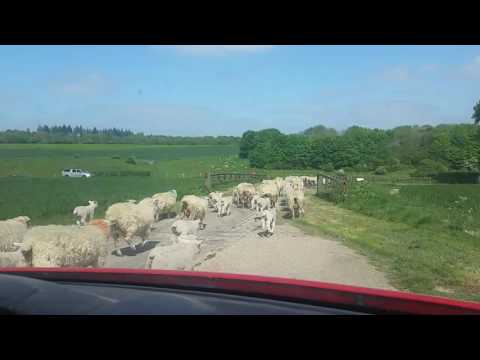 Watching Bishopstone life go by