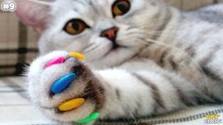 Смотреть онлайн Лайфхаки для счастливых владельцев котиков