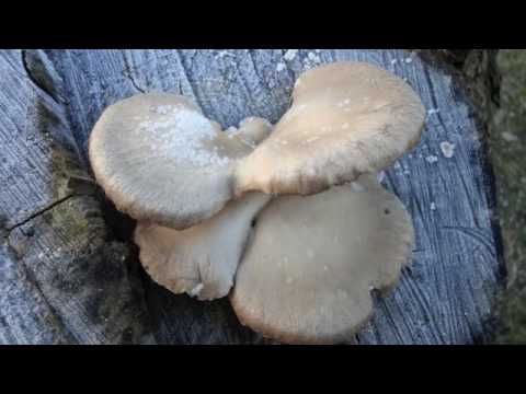 Samarkand indsunget af Karen Hyldgaard Johansen vinteren 2009