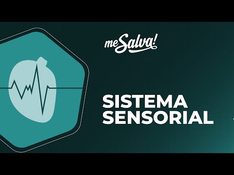 Sistema Nervoso – Sistema Sensorial - Fisiologia - Me Salva! Saúde