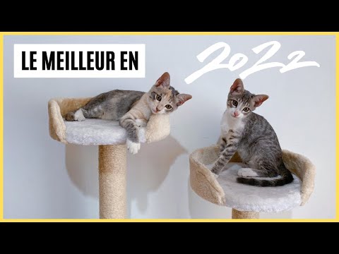 Test Feandrea : cet arbre à chat vaut-il vraiment le coup ?