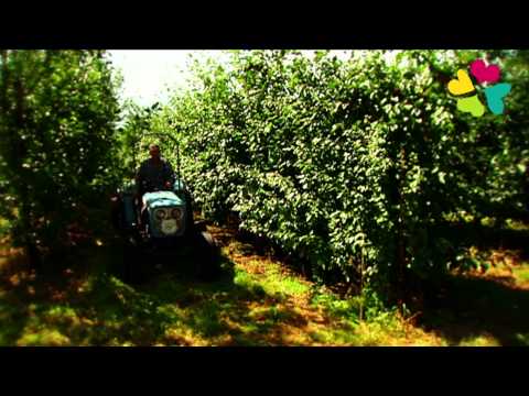 Fruit van Bemelerhof - NL