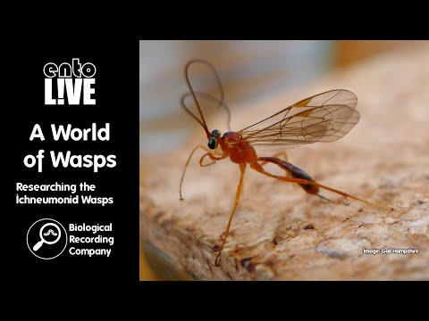 A World of Wasps: Researching the Ichneumonid Wasps