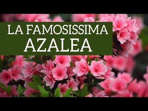 , title : 'La famosissima Azalea'
