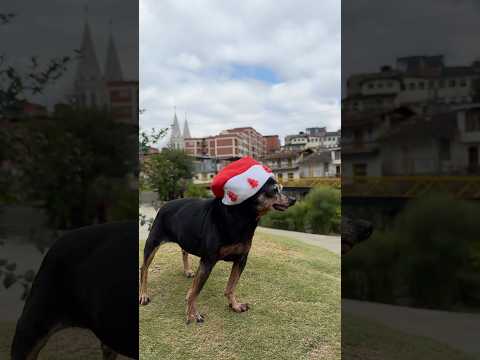 Modo navidad #perrito #navideño #donmatias #antioquia