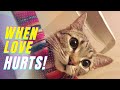 Cat Bites Owner After A Relaxing Purr ASMR