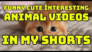 Sansar Salvo'nun Contra Allame Joker Şehinşah Defkhan Kadıköy Acil Sahtiyan Red hakkında düşünceleri