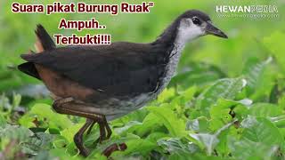 Download lagu Suara pikat Burung Ruak' Ampuh..Terbukti!!! mp3