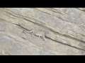 Snow Leopard falls down from cliff: even the mighty can falter