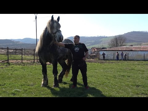 Caii lui Pancica 2021