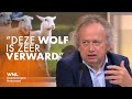 Wolf grijpt acht schapen bij Brabantse hobbyboer: 'Dit is geen normaal wolvengedrag'