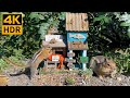 Cat TV for Cats to Watch😺10 Hours🐿Chipmunks, Squirrels, the Little Mountain Shop(4K HDR)