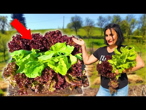 Have Salad All Year Long! Solution for Cutworms