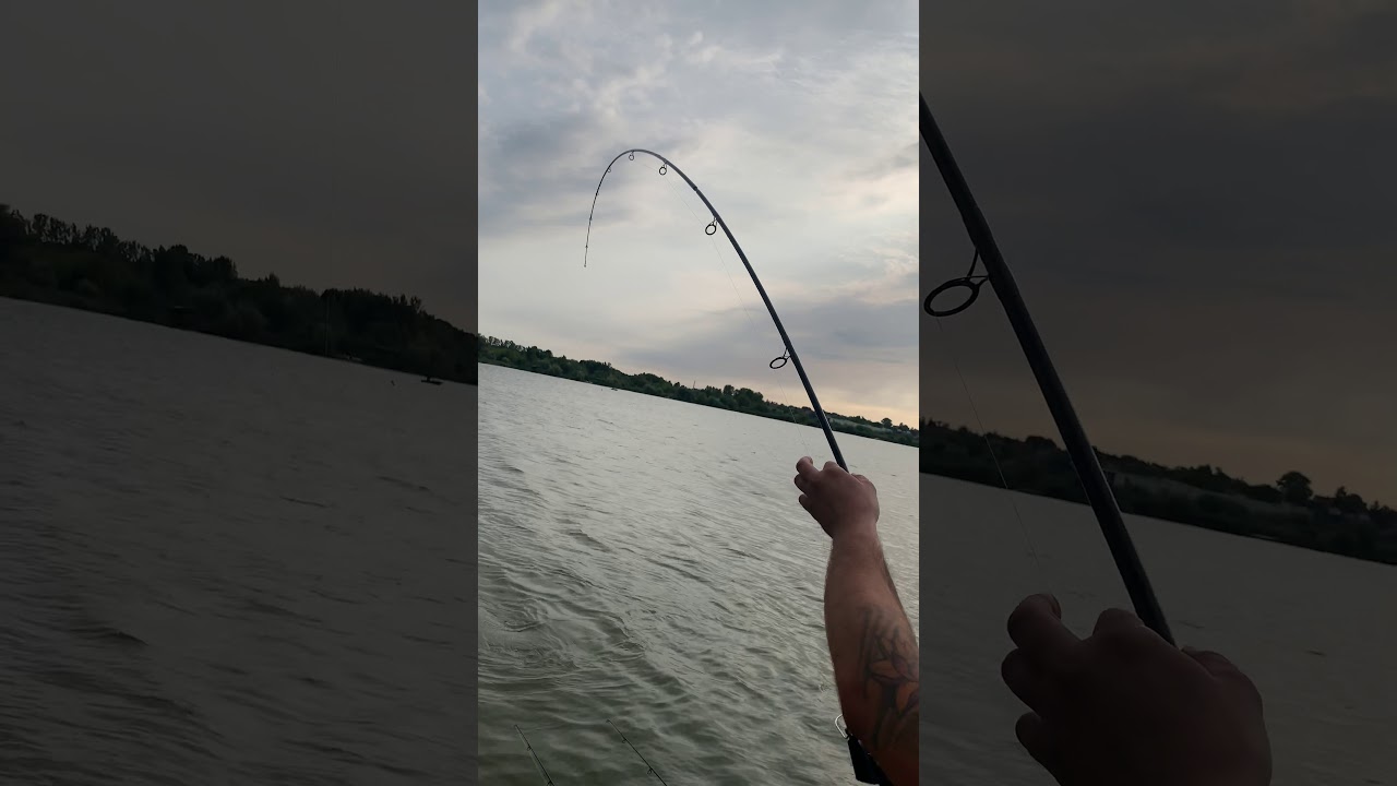 Fárasztás Century Armalite mk3 12” 2,25Lb-val a Don Carp Lake-en!👌🎣