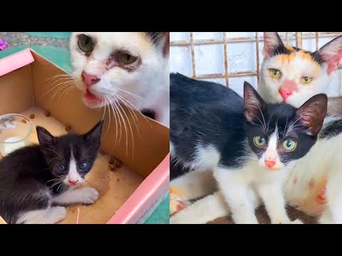 Mama cat wouldn't leave her Babies behind - Rescue of Homeless Mother Cat and her Kittens