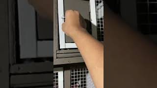 Download lagu MERPATI PELAKOR!! KAMU SIAPA?!!🤣 mp3