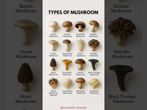 TYPES of MUSHROOM 🍄